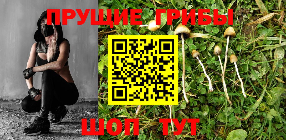 продажа наркотиков  Вход с VPN  Гусь-Хрустальный  Псилоцибиновые грибы MAGIC MUSHROOMS 